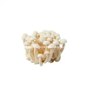 CENDAWAN WHITE SHIMEJI 125GM/PKT